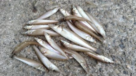 暴風の播磨新島釣行