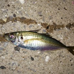 潮の通りでした