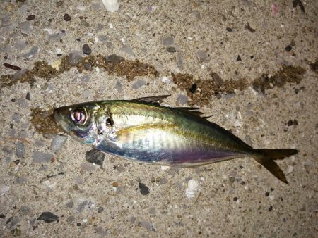 潮の通りでした