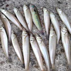 活性悪い播磨新島のキス