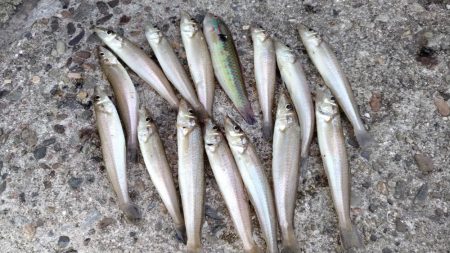 活性悪い播磨新島のキス