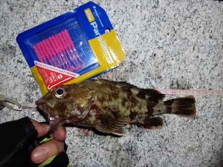 2023/09/09 南港ライトゲーム釣行…