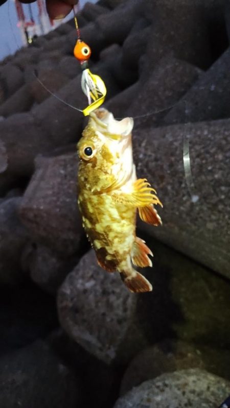 ショアジギング不発