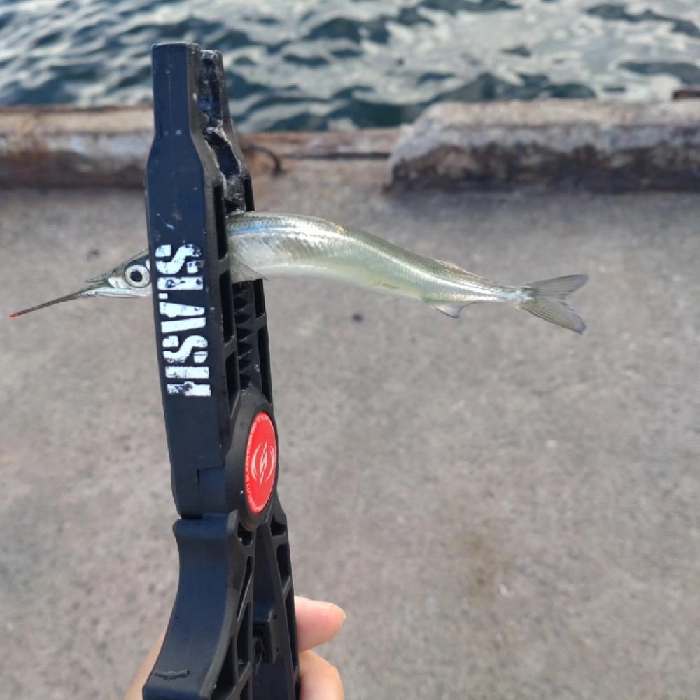 助松埠頭アジング