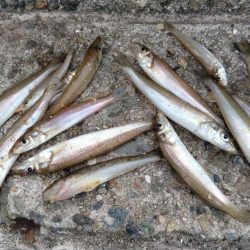 食い込みが悪くなった近場のキス