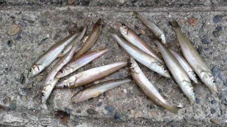 食い込みが悪くなった近場のキス