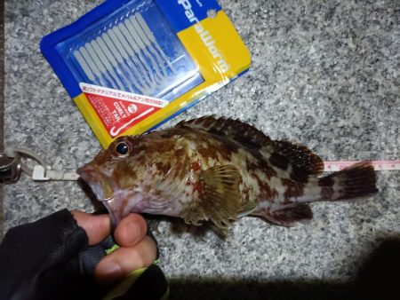 2023/09/12 南港ライトゲーム釣行…