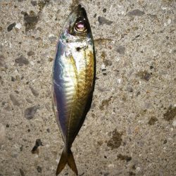 五目釣りになってしまい