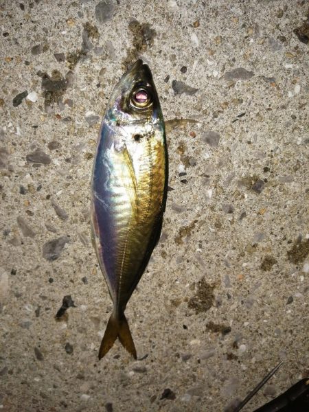 五目釣りになってしまい