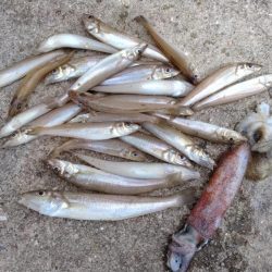 播磨新島のキス調査