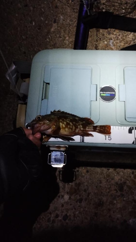 安定のガシリング