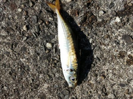 サゴシ狙いも。。