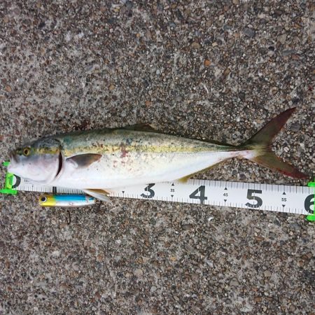 トップでハマチ