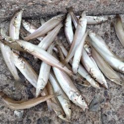 播磨新島のキス釣査