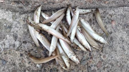 播磨新島のキス釣査