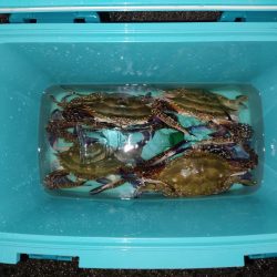 ワタリガニ、キス