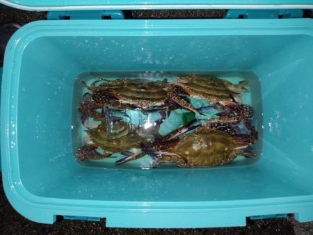 ワタリガニ、キス