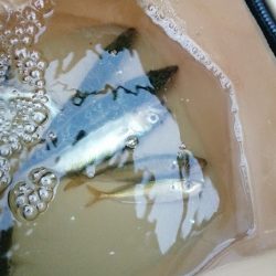 貝塚で釣り調査