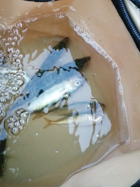 貝塚で釣り調査