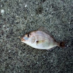 久しぶりの釣り