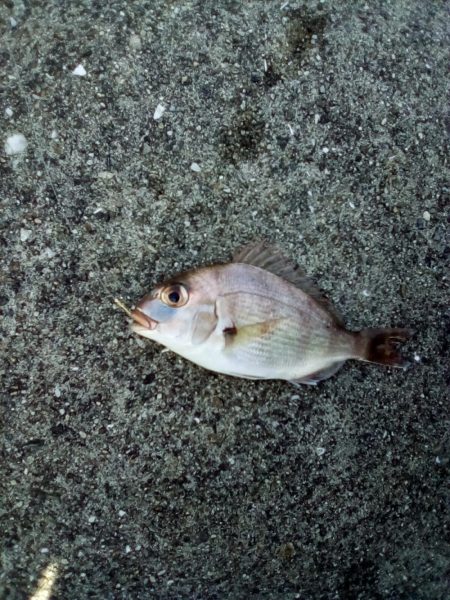 久しぶりの釣り