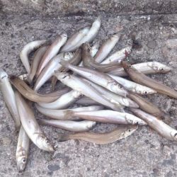 播磨新島のキス釣査