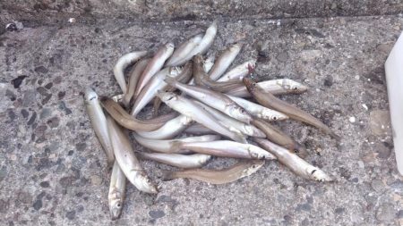 播磨新島のキス釣査