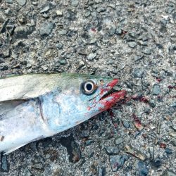 昼下がりの時合いは15:30から