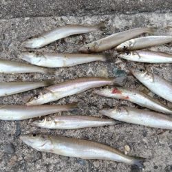 時合い遅く厳しい釣行でした