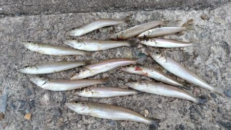 時合い遅く厳しい釣行でした