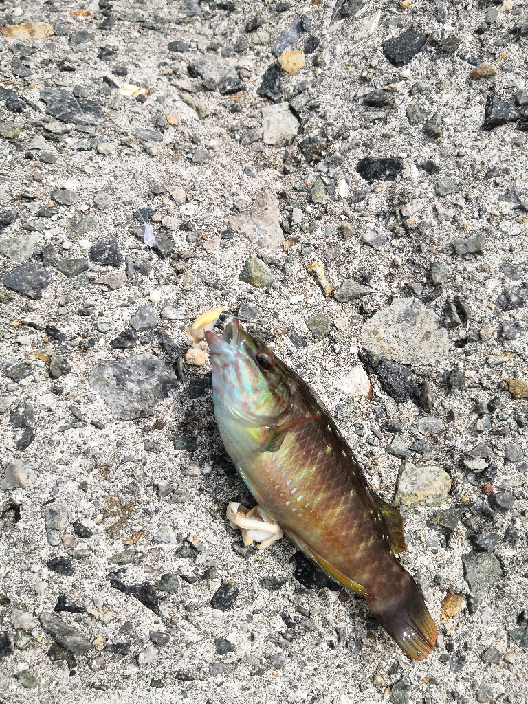 久し振りに12匹