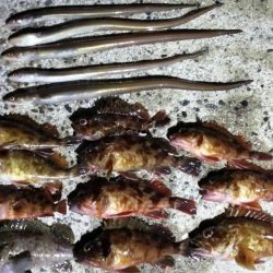 キビナゴで浮き釣り