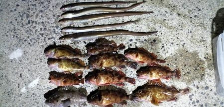 キビナゴで浮き釣り