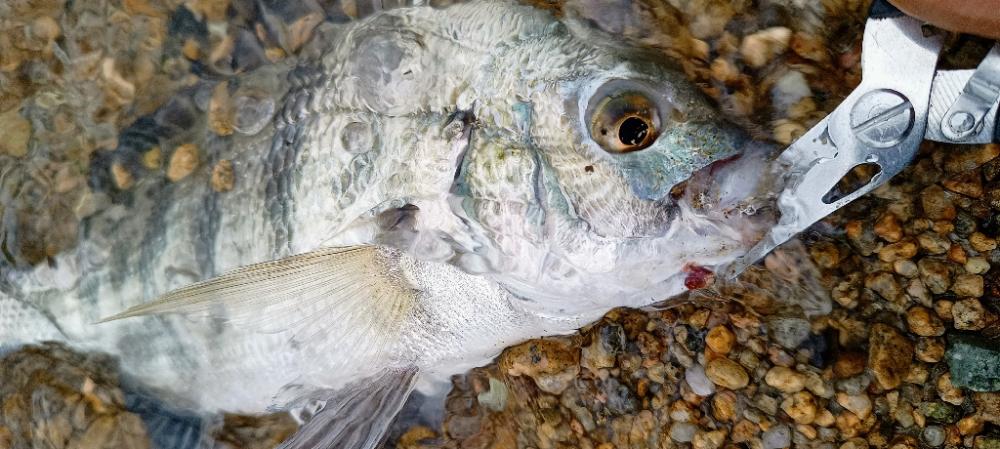 キビレがいっぱい