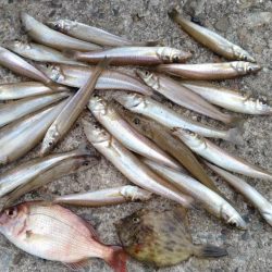 強烈なエサ取りでした