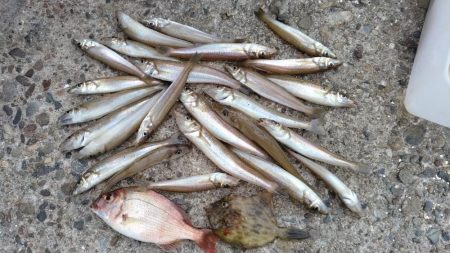 強烈なエサ取りでした