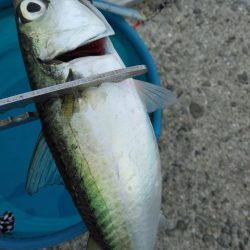 2週連続タチウオぼうず