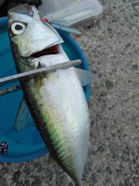 2週連続タチウオぼうず