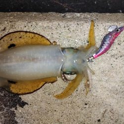 エギング＠泉南