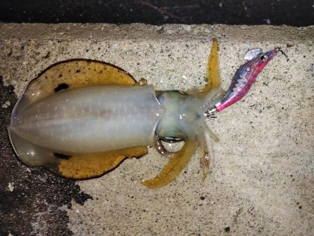 エギング＠泉南