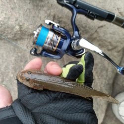 2023/09/23 大阪河川ライトゲーム釣行