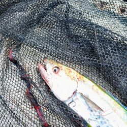 真っ昼間のサゴシ