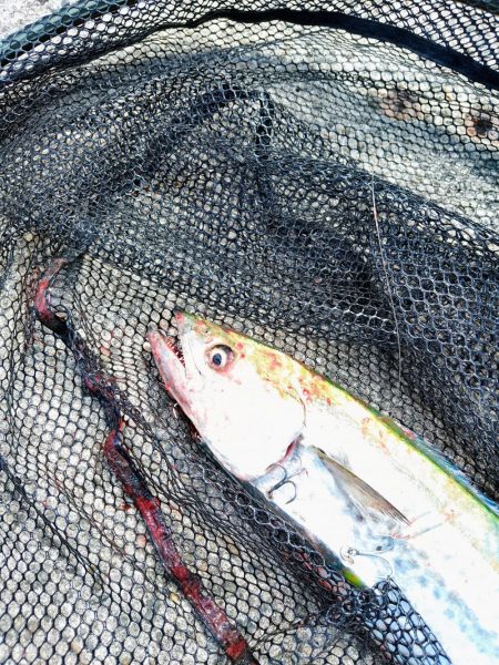 真っ昼間のサゴシ