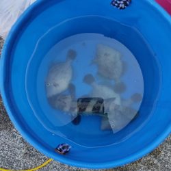 今年はカワハギがたくさん!!