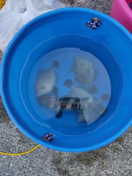 今年はカワハギがたくさん!!