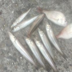 キ活性活性が悪い播磨新島