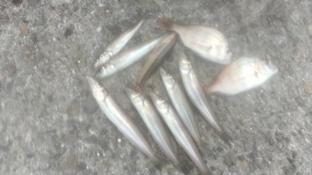 キ活性活性が悪い播磨新島