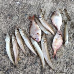 更に厳しくなった播磨新島のキス