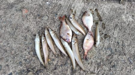 更に厳しくなった播磨新島のキス