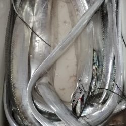 夕マヅメは高活性